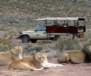 Aquila Private Game Reserve: Small-Group Safari Tour + Lunch + Transport